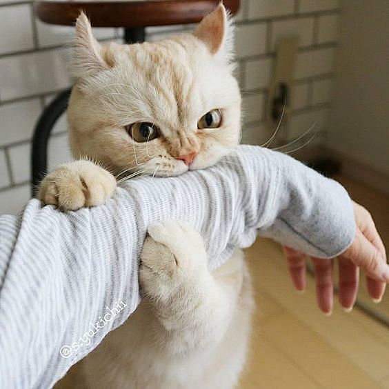 Cat biting my arm