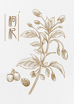 小稳-loveWW采集到植物——png