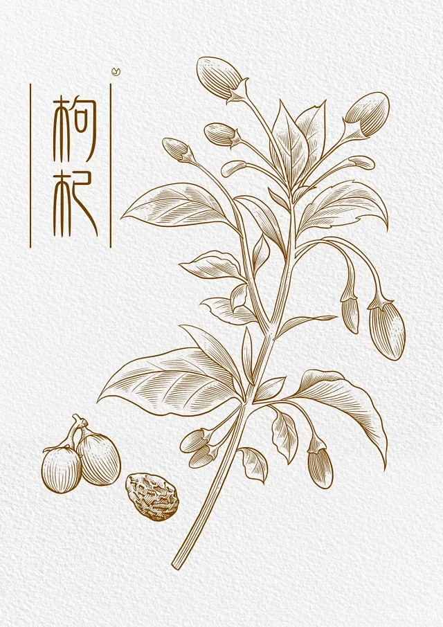 钢笔画｜枸杞-花瓣网