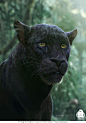 The Jungle Book: Bagheera character design, Michael Kutsche