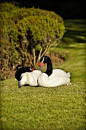 Cisnes de cuello negro, Valdivia, southern Chile
