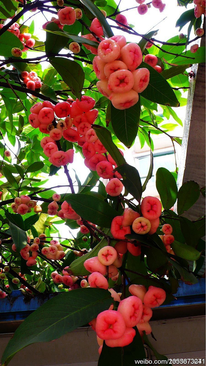  #舌尖上的春节#