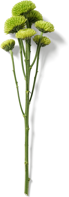 蒜头EX采集到植物