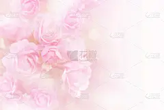 玫瑰,粉色,背景,人生大事,美,贺卡,边框,艺术,水平画幅,生日