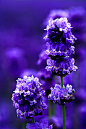 熏衣草 馥郁的紫蓝色的小花。浪漫的情怀