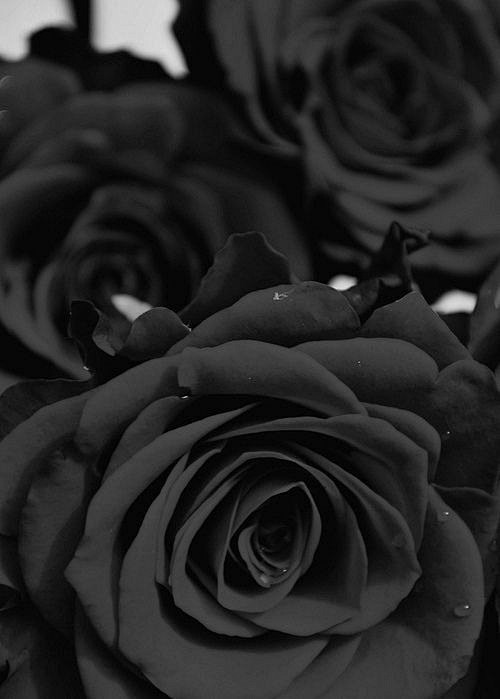 黑玫瑰唯美图片