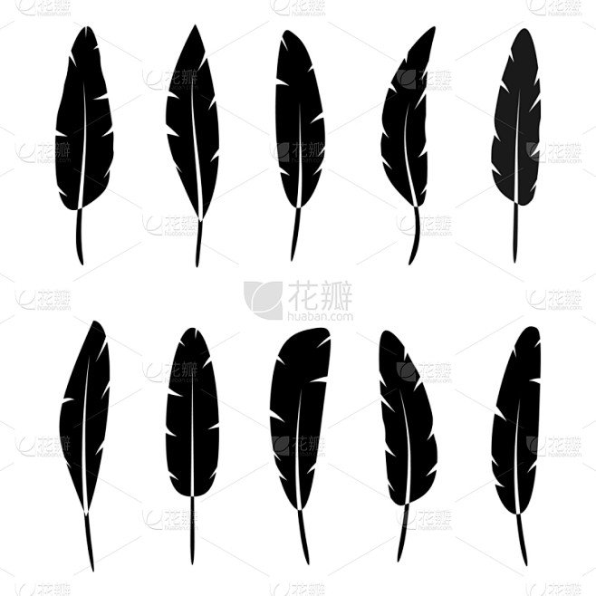 羽毛,黑色,华丽的,自然美,鸟类,孔雀,...