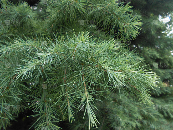 日本伞松(Sciadopitys Verticillata)树枝。