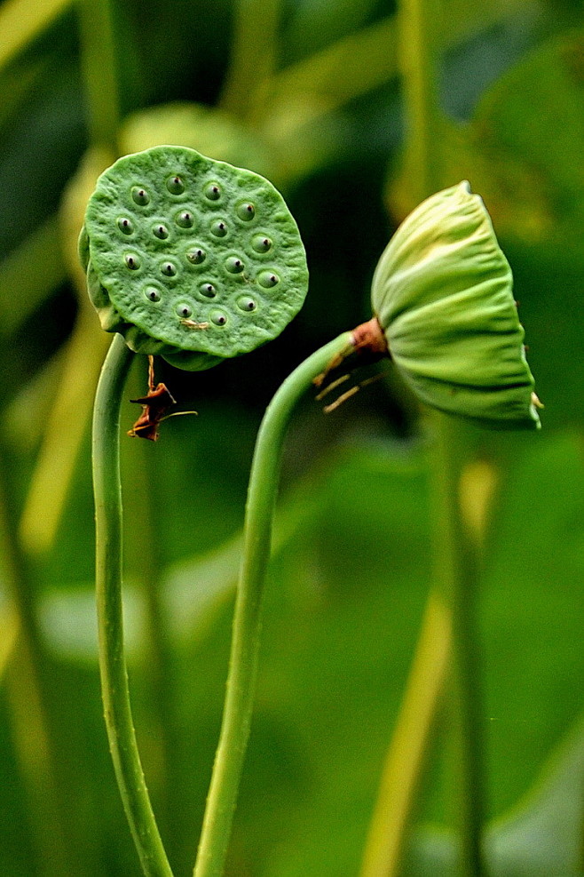入药其出淤泥而不染之品格恒为世人称颂陈志岁咏荷诗曰身处污泥未染泥