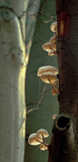 In the forest...even the little things are important to God, so they're important to me too! ~hh: Little Things, Mushrooms Fungi, Tree Mushrooms, Nature, Tree Trunks, Mushrooms Fungus, Trees, Forest, Mushrooms Growing