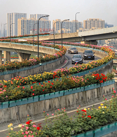 桑榆非晚采集到植物道