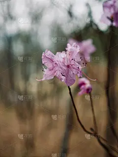 韩国,杜鹃花,田地,可爱的,华丽的,清新,浪漫,壁纸,公园,春天