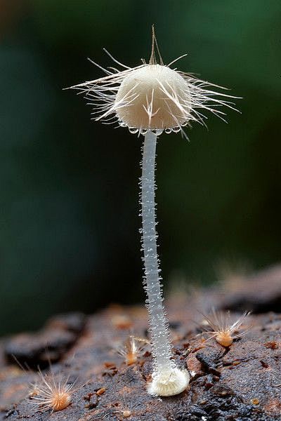Fungi - Hairy Mycena...