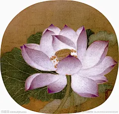 《 出水芙蓉图 》