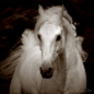 #horses - DeviantArt