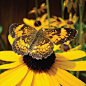blackeyedsusan