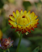麦秆菊