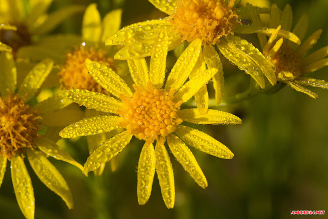 Chrysanthellum Indic...