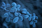 Cristal de givre : © Vincent Favre<br/>www.cristaldegivre.com