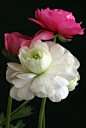 ~~Beautiful Embrace by Mary Dimitriw~~ | Flowers ������ Breathtaking