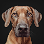 Ridgeback, Dog, Pet, Animal, Fur, Cute, Brown