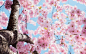 Cherry Blossoms Photo in Tilt Shift
