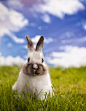 兔子,草,动物毛,田地,可爱的,垂直画幅,复活节,绿色,小的,春天