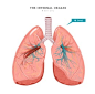 双肺脏器组织内部结构图例器官插画