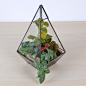 #依雯然# 苔藓生态瓶 苔藓微景观 玻璃植物 盆栽 教师节创意礼品 diy手工植物 绿色 植物 绿色清新 盆景 花盆 绿色植物 多肉植物
