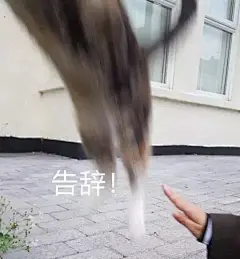 你的表情包来了。。。。