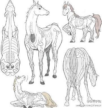 动物骨骼