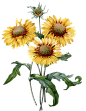 sunflower_0009_4