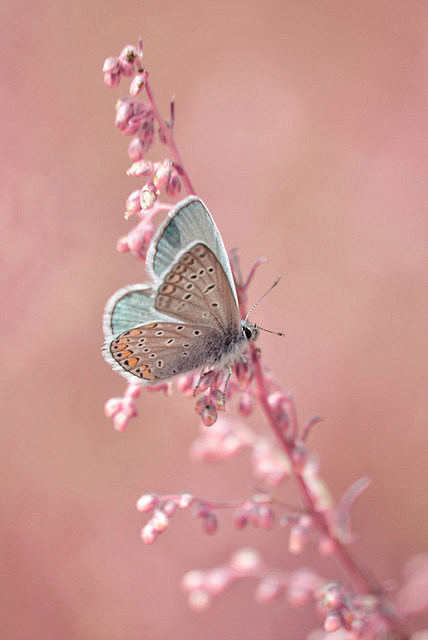 蝶恋花