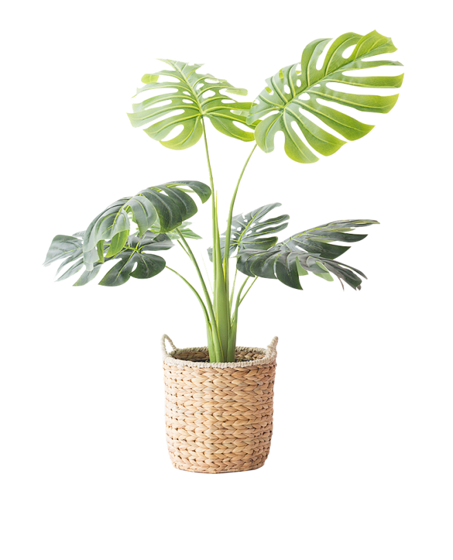 植物85
