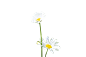 千库网_白色小菊花夏日花卉_元素编号12871386