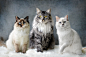 Three flavoured cats by Josephine Norman on 500px