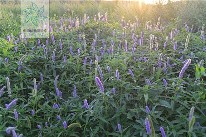 xj-唇形科 Lamiaceae 香薷属...