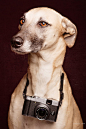 视觉摄影：Elke Vogelsang 用摄影让狗狗的表情说话