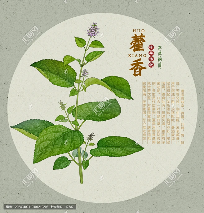 藿香 藿香正气草 藿香正气花 水彩花卉 水彩植物 手绘中草药 合香 苍告 山茴香 霍香一串花 紫色花 手绘藿香藿香花 草本植物 本草纲目 手绘 ...