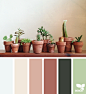 { cacti color } image via: @wildirisfloral