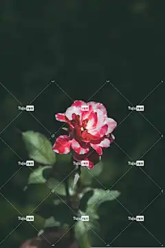 斑 美丽的花朵 花卉背景 玫瑰 地玫瑰 花壁纸 花 盛开 玫瑰花