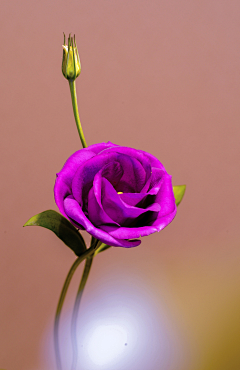 紫月涙采集到花卉