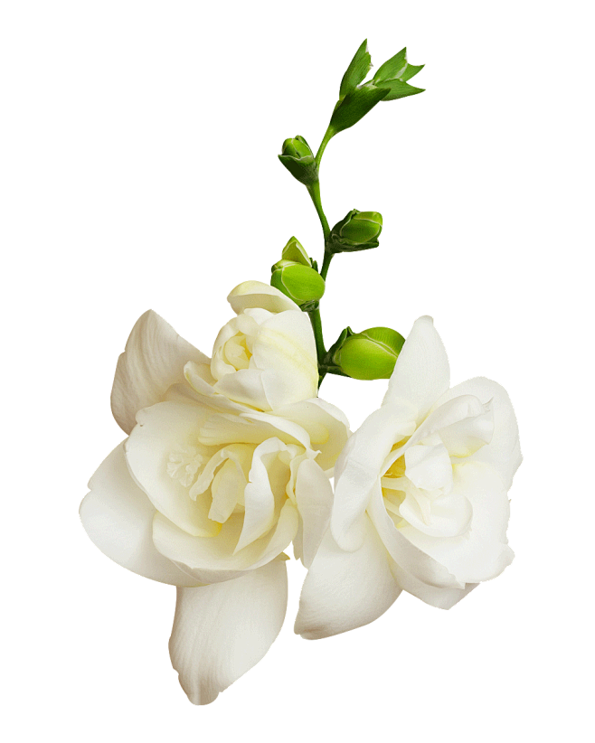 白色小苍兰免扣PNG高清植物花朵素材