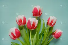 郁金香花。一束红白郁金香在绿松石的背景上。春天的花。平躺，俯视图，