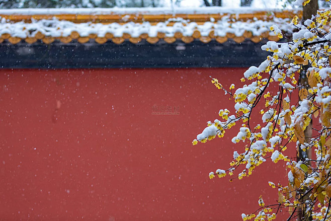 故宫冬季的寒梅雪景图片素材下载-稿定素材