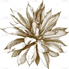 古董,雕刻图像,灌木,龙舌兰属植物,生物学,芦荟,植物群,仙人掌,排列,复古