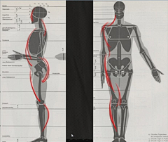 A8Gwg_院长采集到教程参考-人体解剖