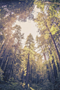 Muir Woods National Monument | phill!