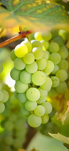 手机壁纸-水果自由-今日头条