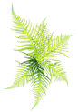 书籍 气球 卷轴 花草  表  蜡烛  PNG - 彼岸桃花2 - 彼岸桃花备用博客